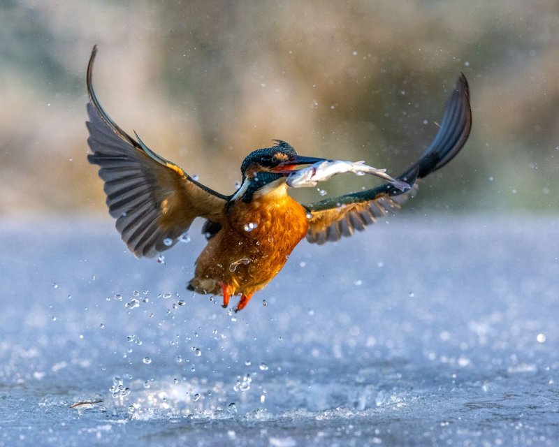 Learn about ice fishing casino