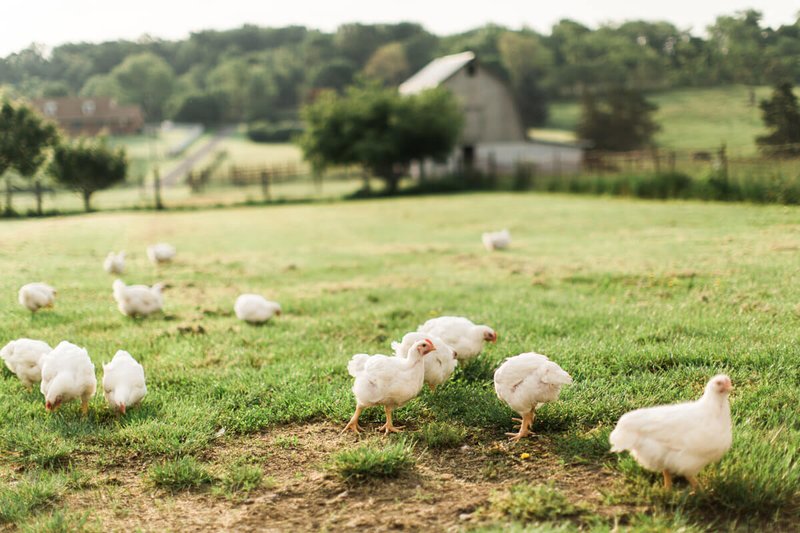Découvrez le Jeu de Casino Excitant Chicken Road en Ligne en France à France